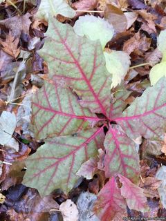 5970_QUERRUB_506 thumbnail