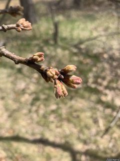 5970_QUERRUB_512 thumbnail