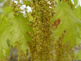 5970_QUERRUB_522 thumbnail