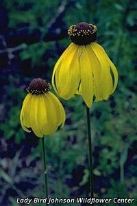 3382_RATIPIN thumbnail