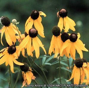 3382_RATIPIN_17 thumbnail