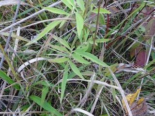 3382_RATIPIN_504 thumbnail