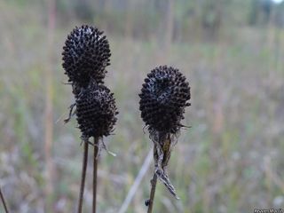 3382_RATIPIN_505 thumbnail