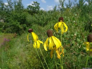 3382_RATIPIN_507 thumbnail