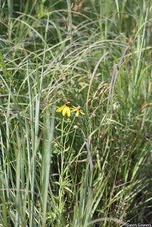 3382_RATIPIN_800 thumbnail