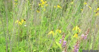 3382_RATIPIN_801 thumbnail