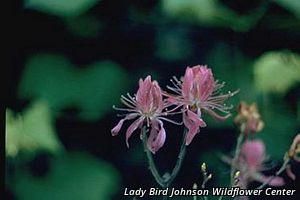 5556_RHODCAN thumbnail