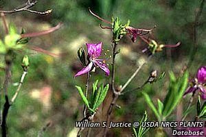 5556_RHODCAN_4 thumbnail