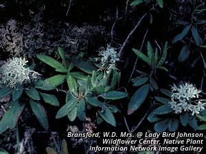 5557_RHODGRO_3 thumbnail