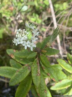 5557_RHODGRO_501 thumbnail