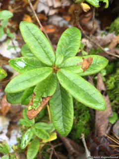 5557_RHODGRO_503 thumbnail