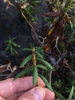 5557_RHODGRO_508 thumbnail