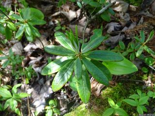 5557_RHODGRO_514 thumbnail