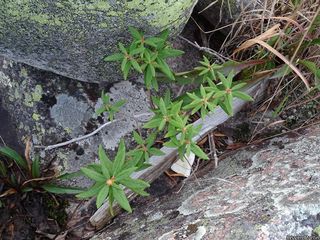 5557_RHODGRO_515 thumbnail