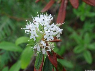 5557_RHODGRO_518 thumbnail