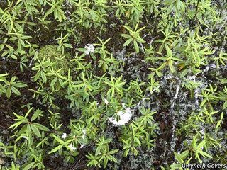 5557_RHODGRO_803 thumbnail