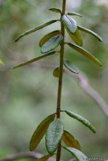 5557_RHODGRO_809 thumbnail