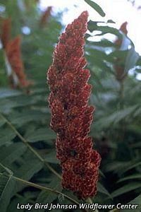 2521_RHUSTYP thumbnail