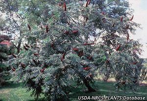 2521_RHUSTYP_14 thumbnail