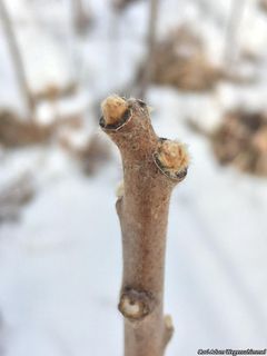 2521_RHUSTYP_500 thumbnail