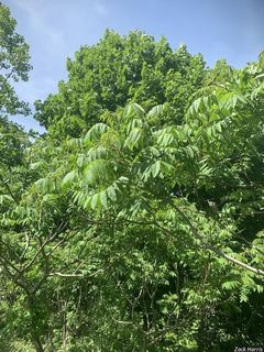 2521_RHUSTYP_501 thumbnail