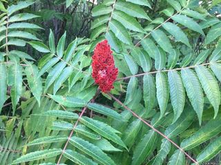 2521_RHUSTYP_505 thumbnail