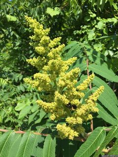 2521_RHUSTYP_515 thumbnail