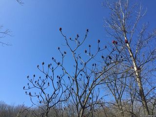 2521_RHUSTYP_517 thumbnail