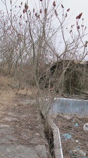 2521_RHUSTYP_8002 thumbnail