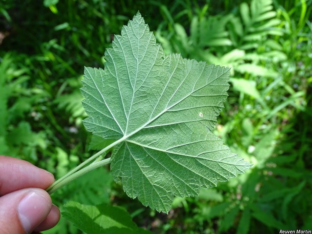 Wild Black Currant