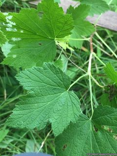 6055_RIBEAME_500 thumbnail