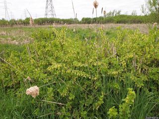 6055_RIBEAME_501 thumbnail