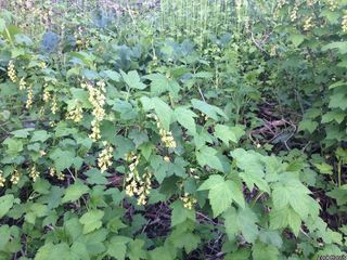 6055_RIBEAME_507 thumbnail