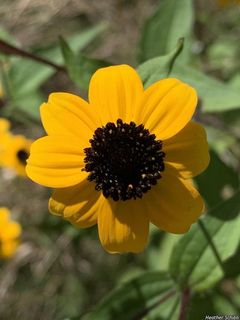 3394_RUDBTRI_501 thumbnail