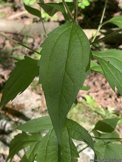 3394_RUDBTRI_505 thumbnail