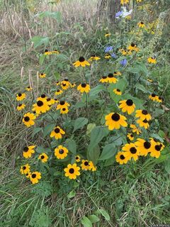 3394_RUDBTRI_506 thumbnail