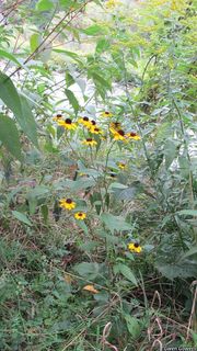 3394_RUDBTRI_800 thumbnail