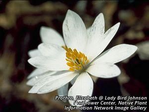 7128_SANGCAN_2 thumbnail