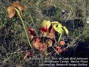 9223_SARRPUR thumbnail