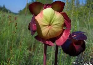 9223_SARRPUR_11 thumbnail