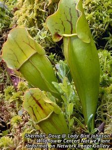 9223_SARRPUR_3 thumbnail