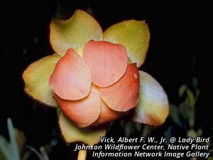 9223_SARRPUR_4 thumbnail