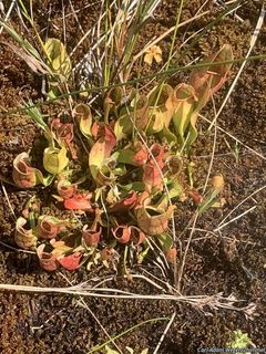 9223_SARRPUR_501 thumbnail