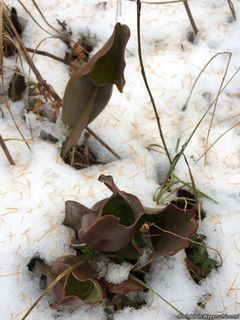 9223_SARRPUR_503 thumbnail