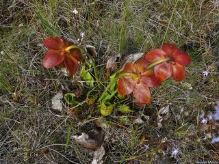 9223_SARRPUR_510 thumbnail