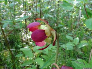 9223_SARRPUR_512 thumbnail