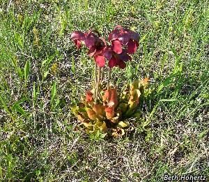 9223_SARRPUR_7 thumbnail