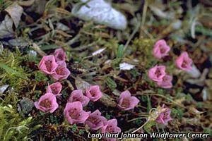 9295_SAXIOPP thumbnail