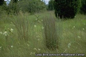 7944_SCHISCO thumbnail