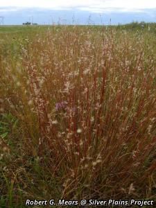 7944_SCHISCO_11 thumbnail